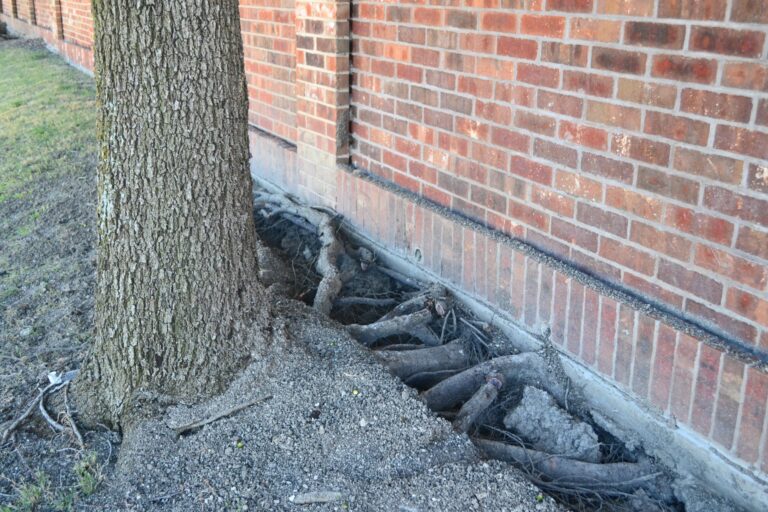 The Root of the Problem: How Tree Roots Can Damage Your Foundation